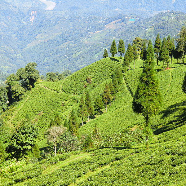 Darjeeling