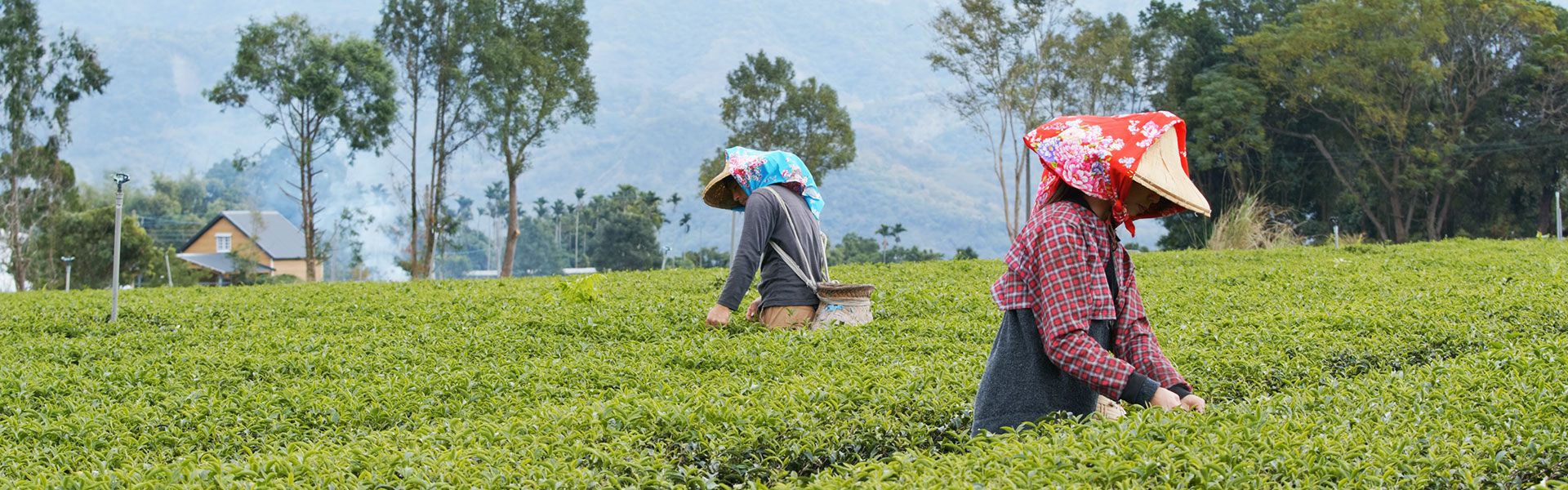 Darjeeling Wonders Tour